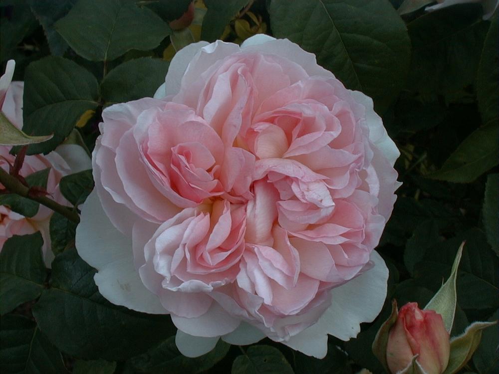 DSC00050